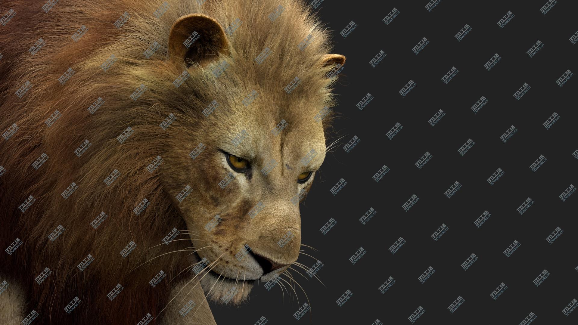 images/goods_img/2021040234/3D model Lion 3 (Fur) Rigged/3.jpg